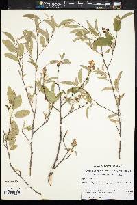 Amelanchier obovalis image