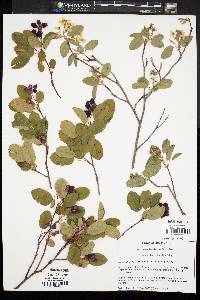 Amelanchier stolonifera image