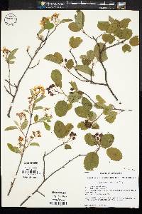 Amelanchier stolonifera image