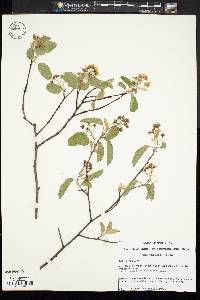 Amelanchier stolonifera image