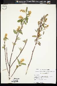 Amelanchier stolonifera image