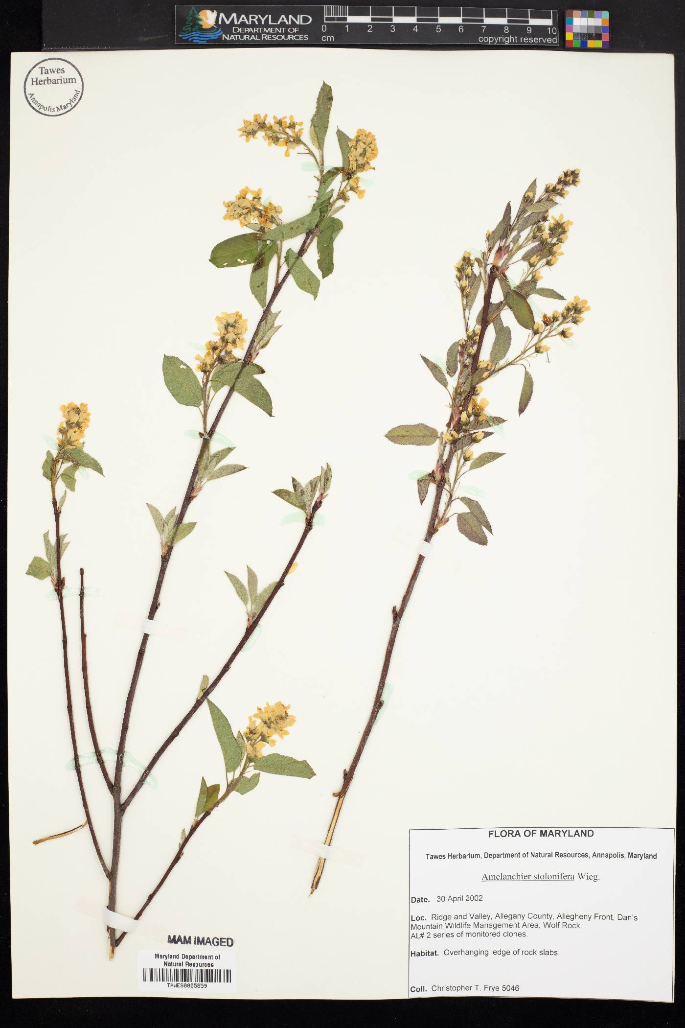 Amelanchier stolonifera image