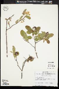 Amelanchier stolonifera image