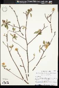 Amelanchier stolonifera image