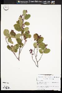 Amelanchier stolonifera image