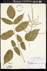 Aruncus dioicus image