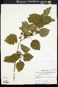 Crataegus pruinosa image