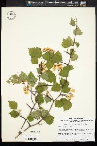 Crataegus pruinosa image