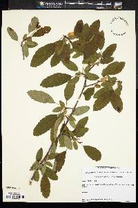 Malus angustifolia image