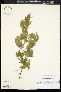 Prunus alleghaniensis image