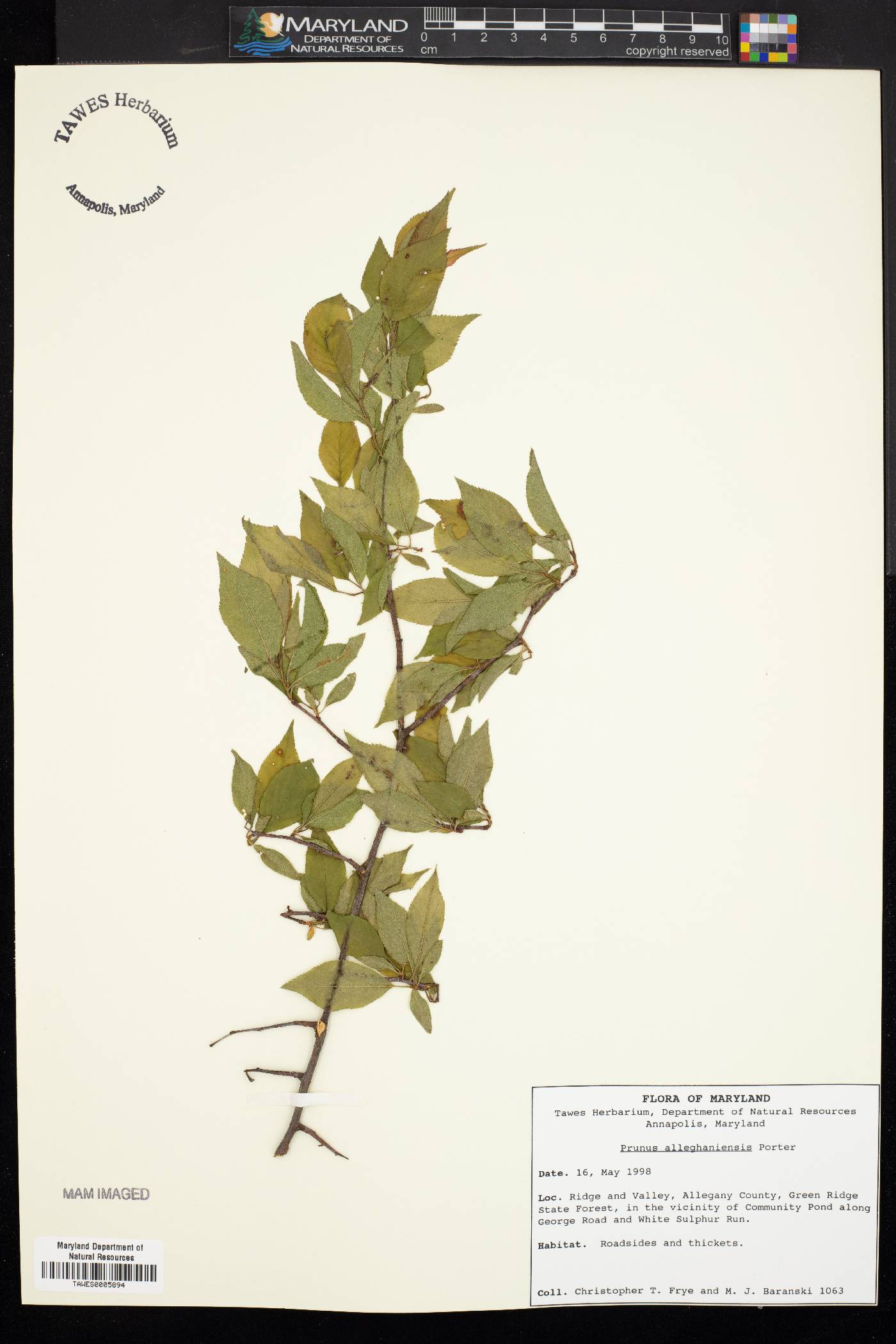 Prunus alleghaniensis image