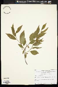 Prunus alleghaniensis image