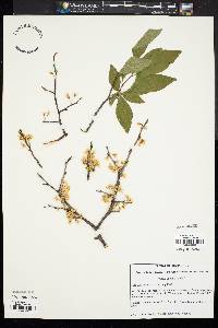 Prunus alleghaniensis image