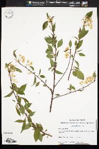 Image of Prunus hortulana