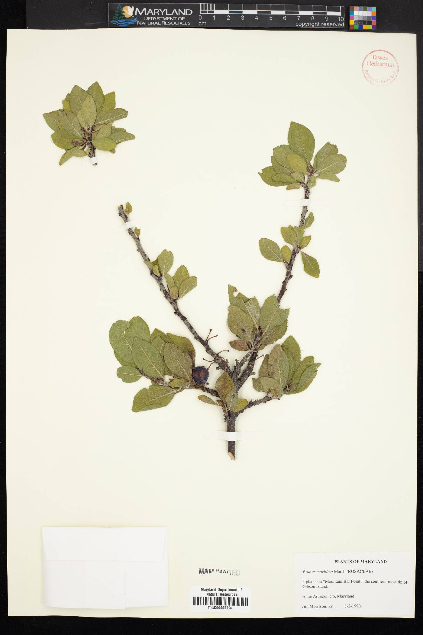Prunus maritima image