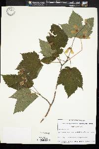 Acer spicatum image