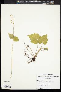 Mitella diphylla image