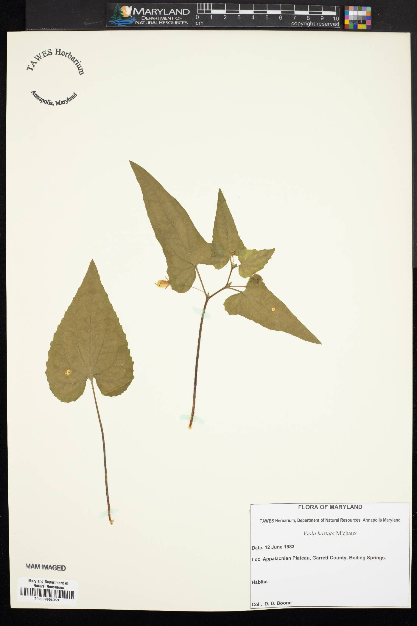 Viola hastata image