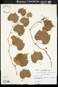 Vitis rupestris image