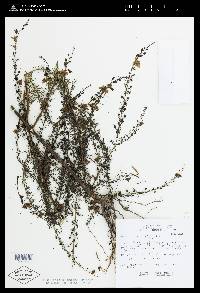 Image of Seymeria cassioides