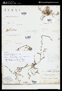 Image of Plagiobothrys leptocladus