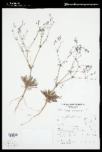 Oxytheca dendroidea image