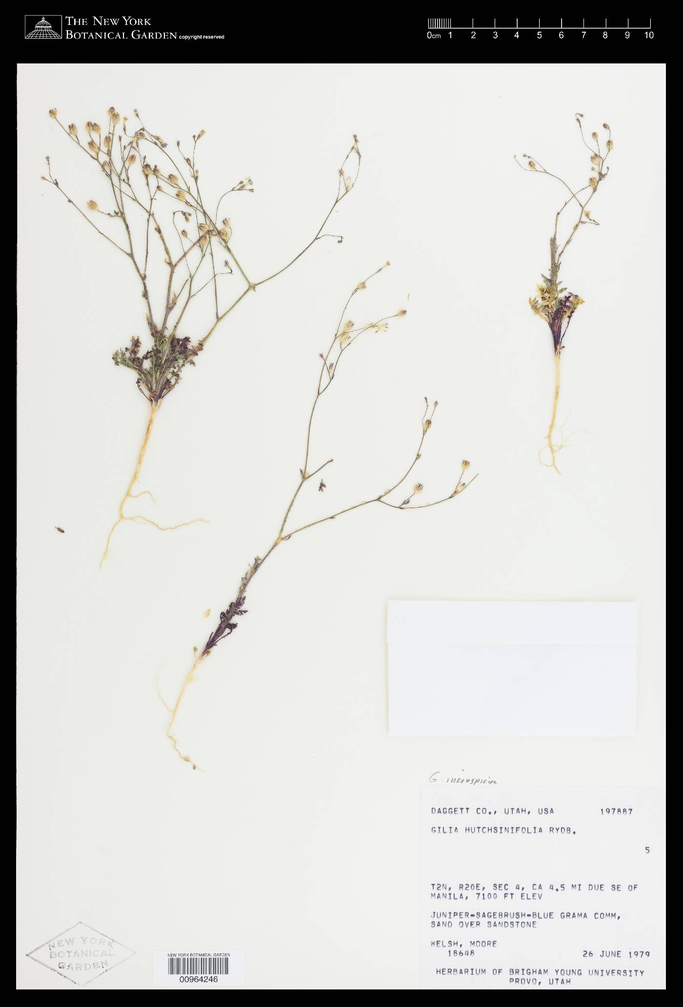 Gilia inconspicua var. inconspicua image