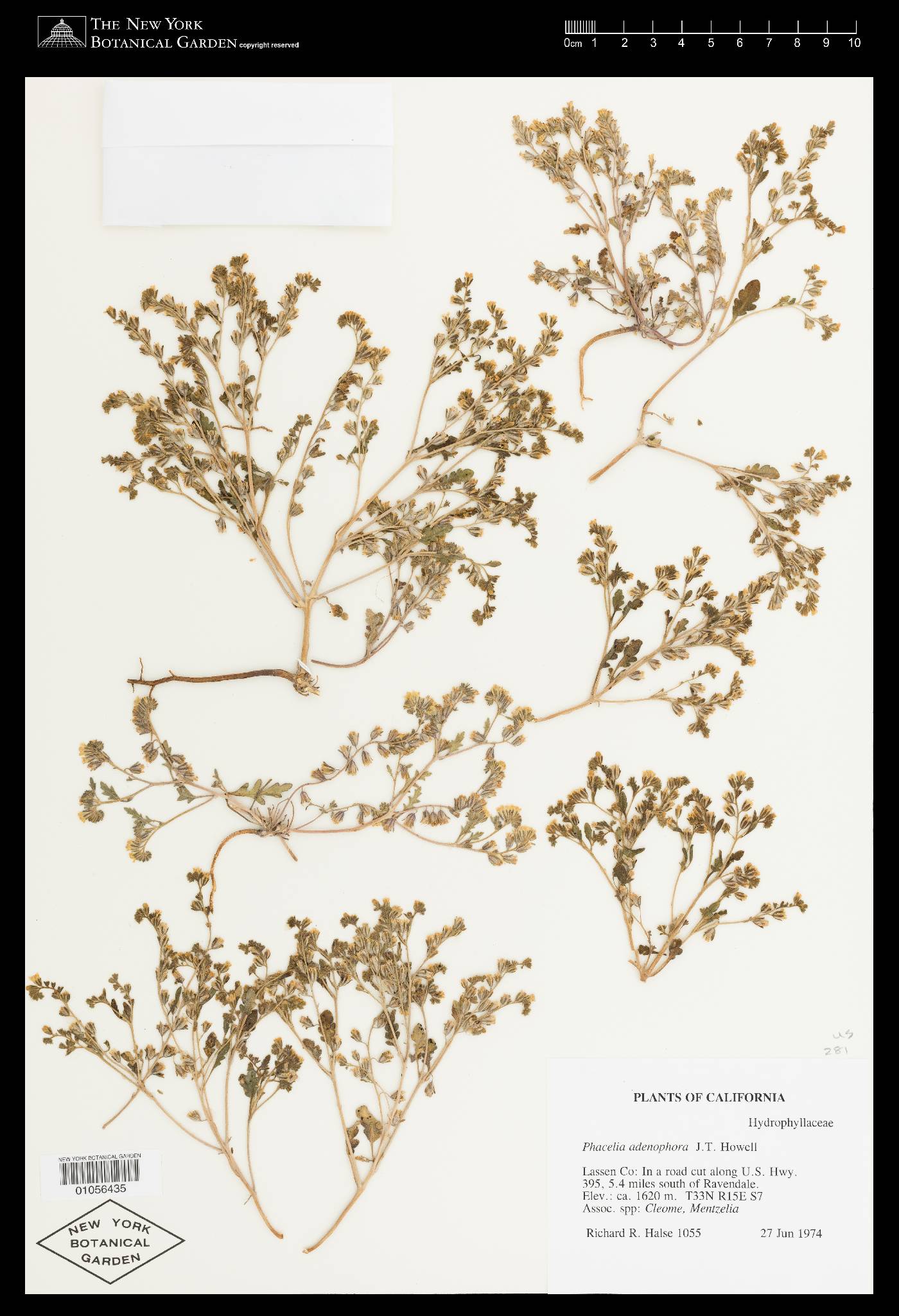 Phacelia lutea var. glandulifera image