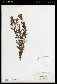 Castilleja applegatei image