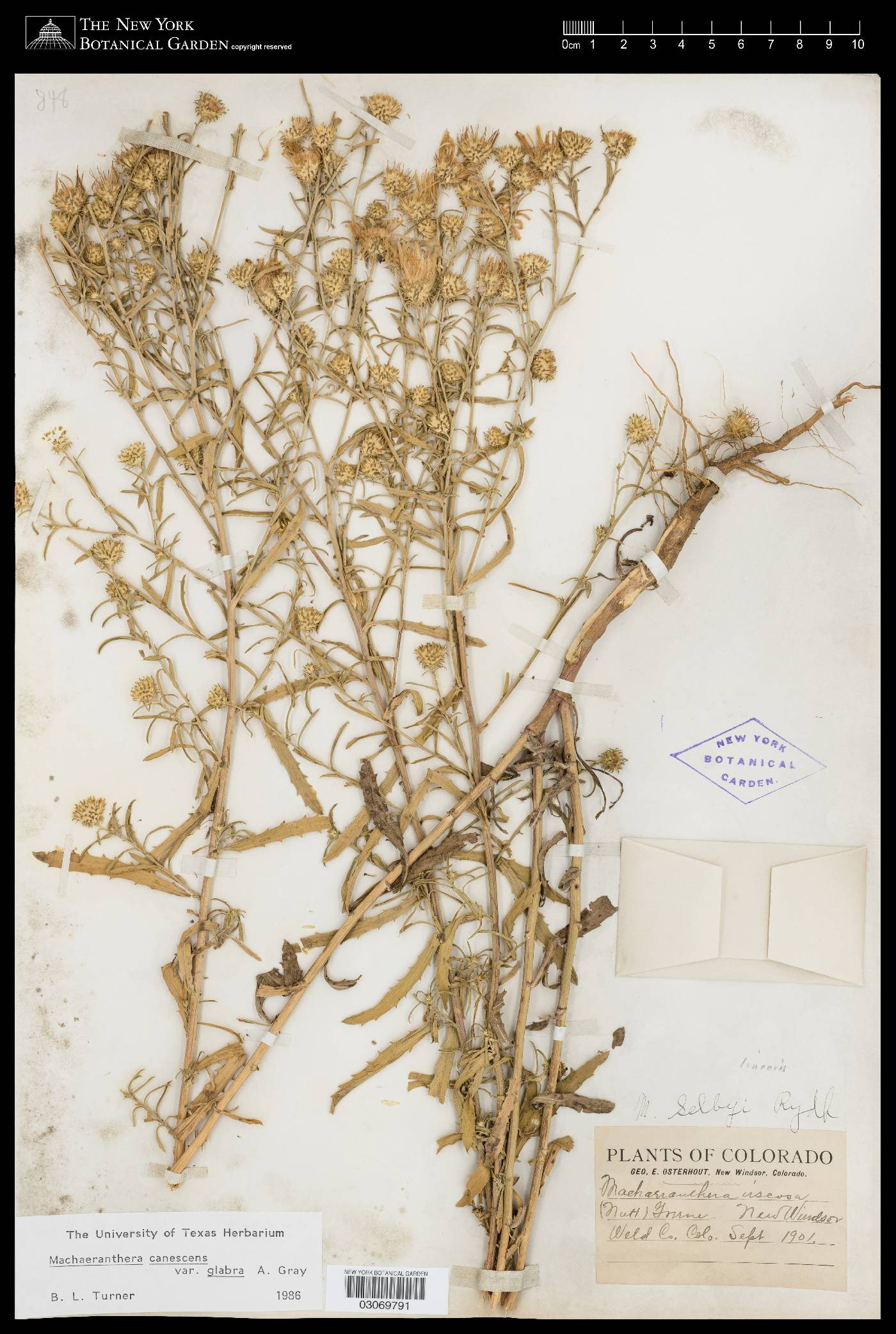 Machaeranthera linearis image