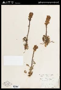 Pedicularis parryi image