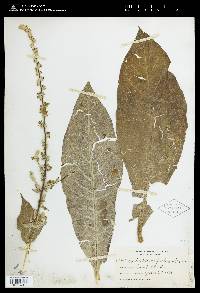 Image of Verbascum pulverulentum