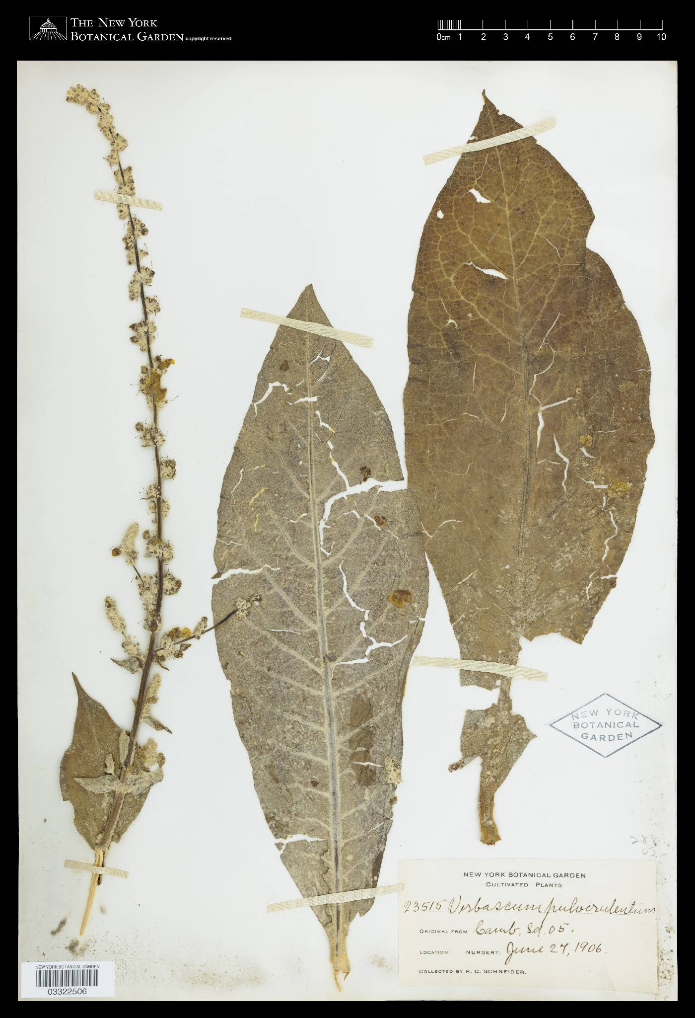 Verbascum pulverulentum image