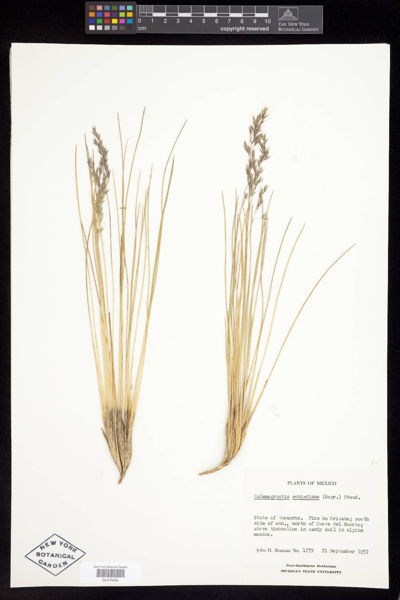 Calamagrostis eriantha image