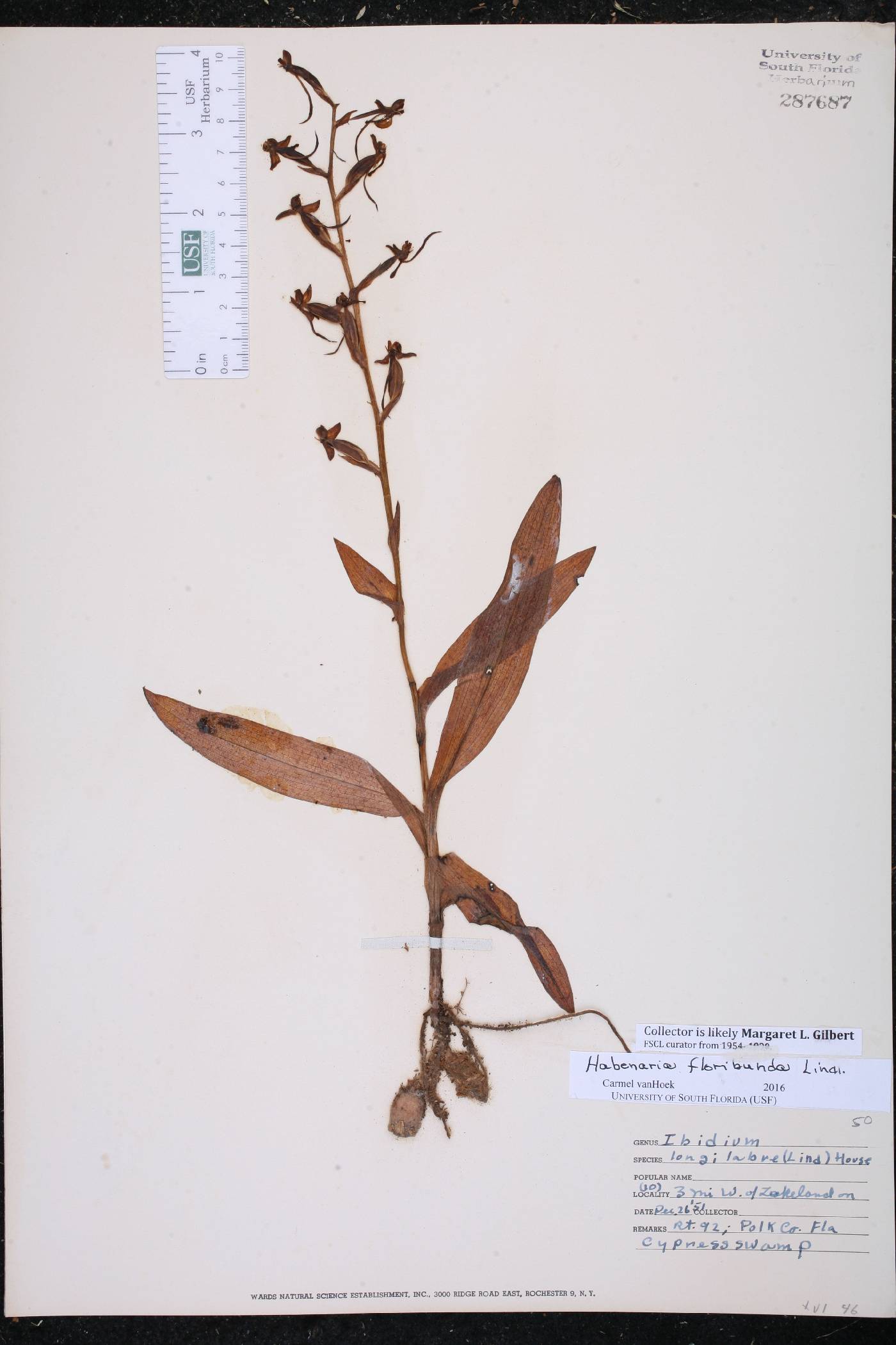 Habenaria floribunda image