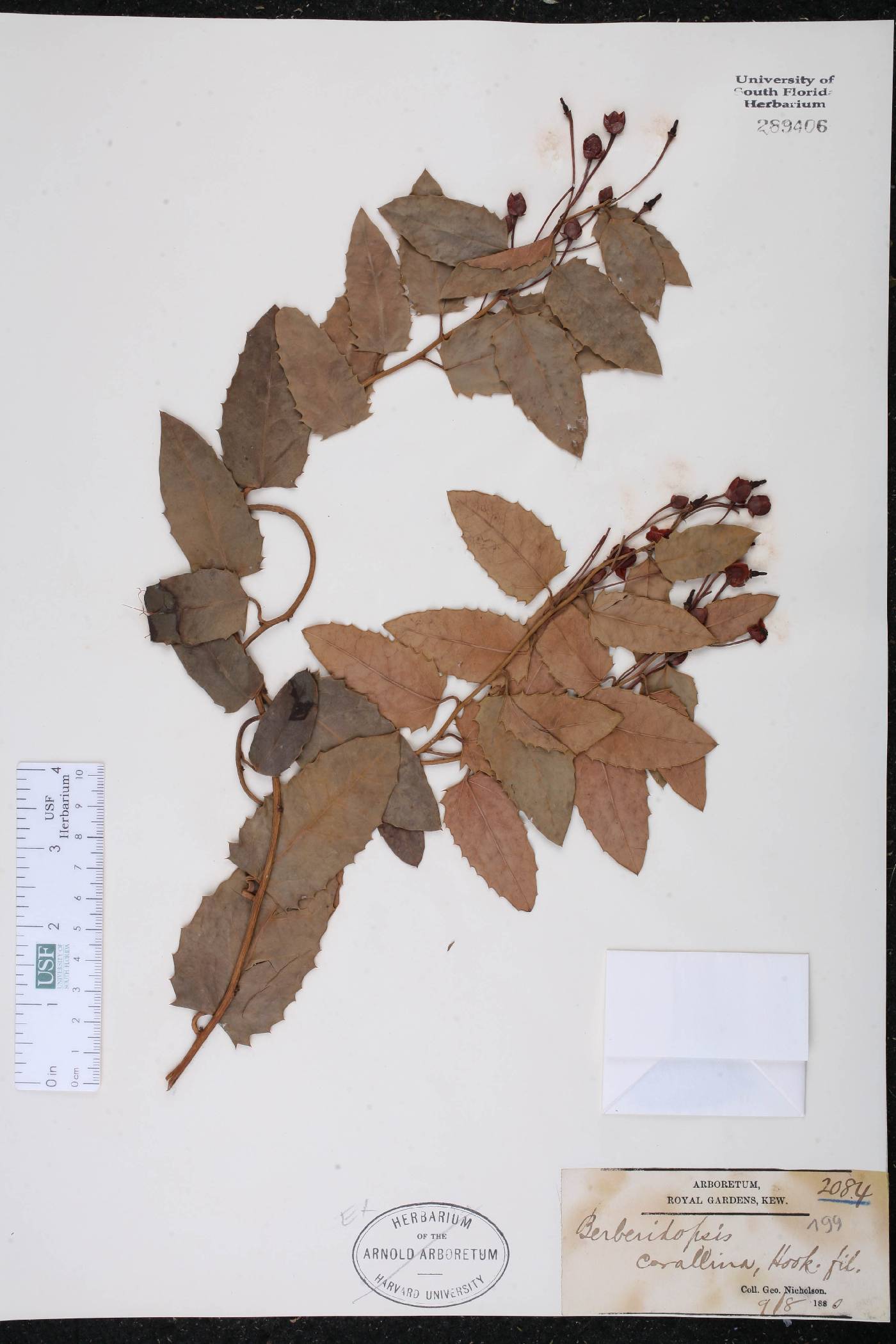 Berberidopsis corallina image