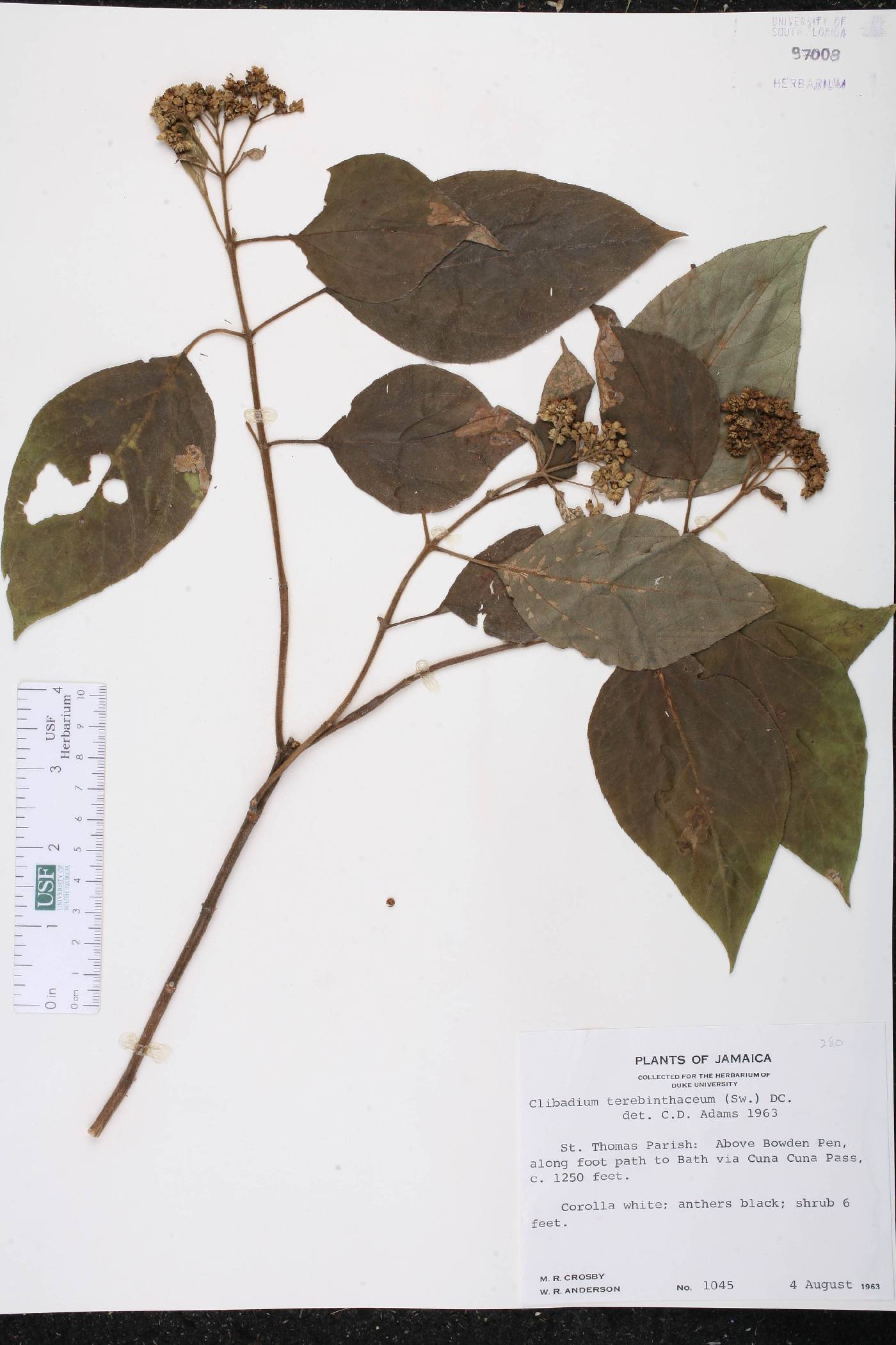 Clibadium terebinthinaceum image
