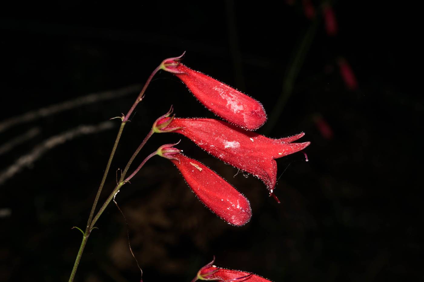 Penstemon plagapineus image