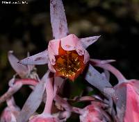 Echeveria dactylifera image