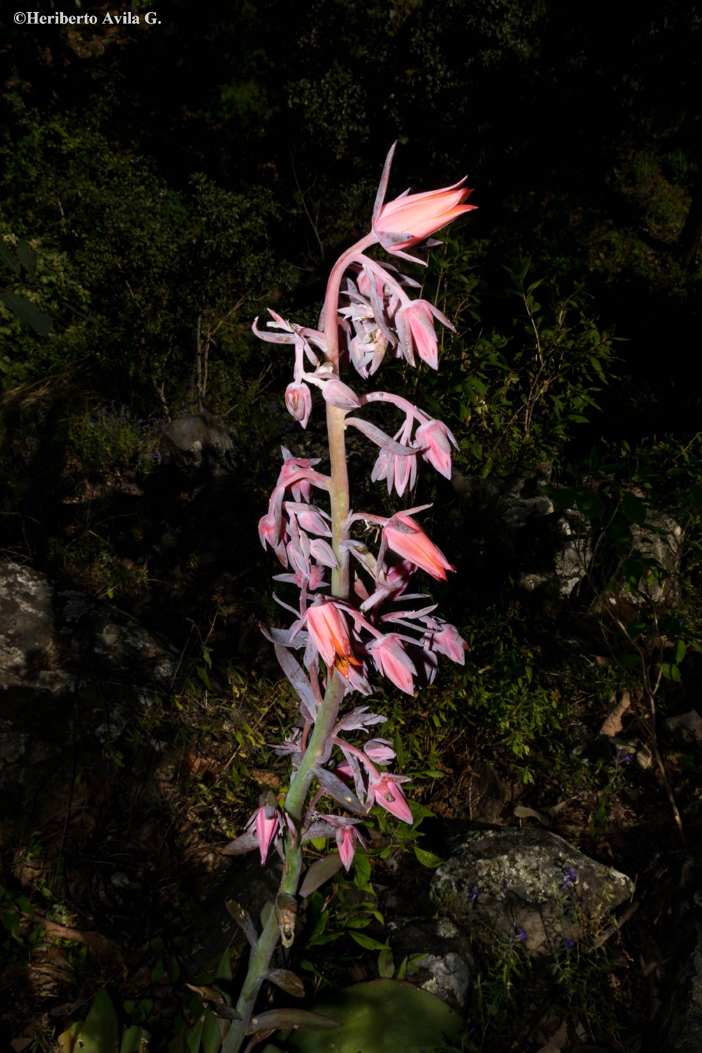 Echeveria dactylifera image