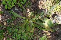 Echeveria dactylifera image