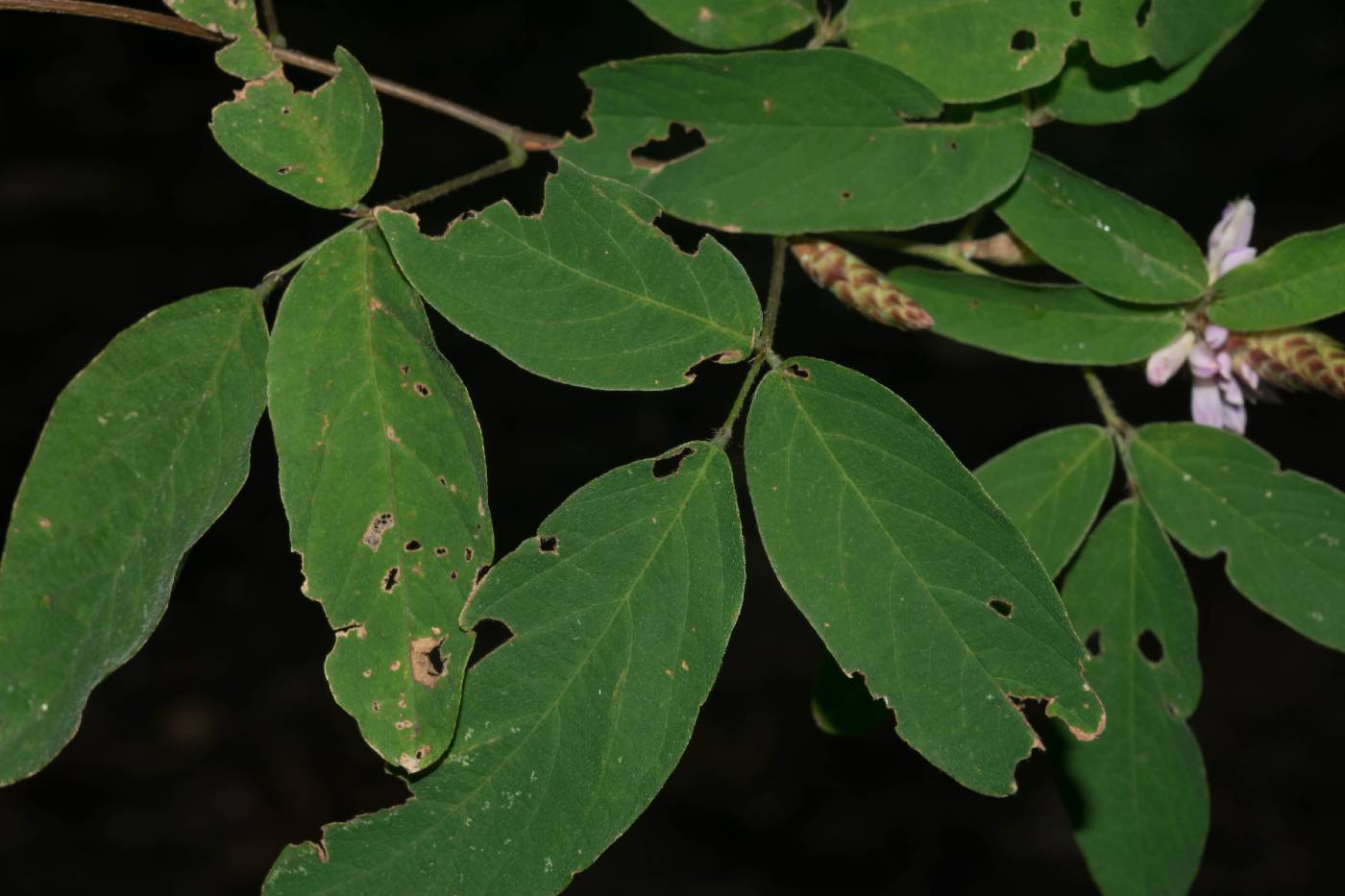 Desmodium densiflorum image