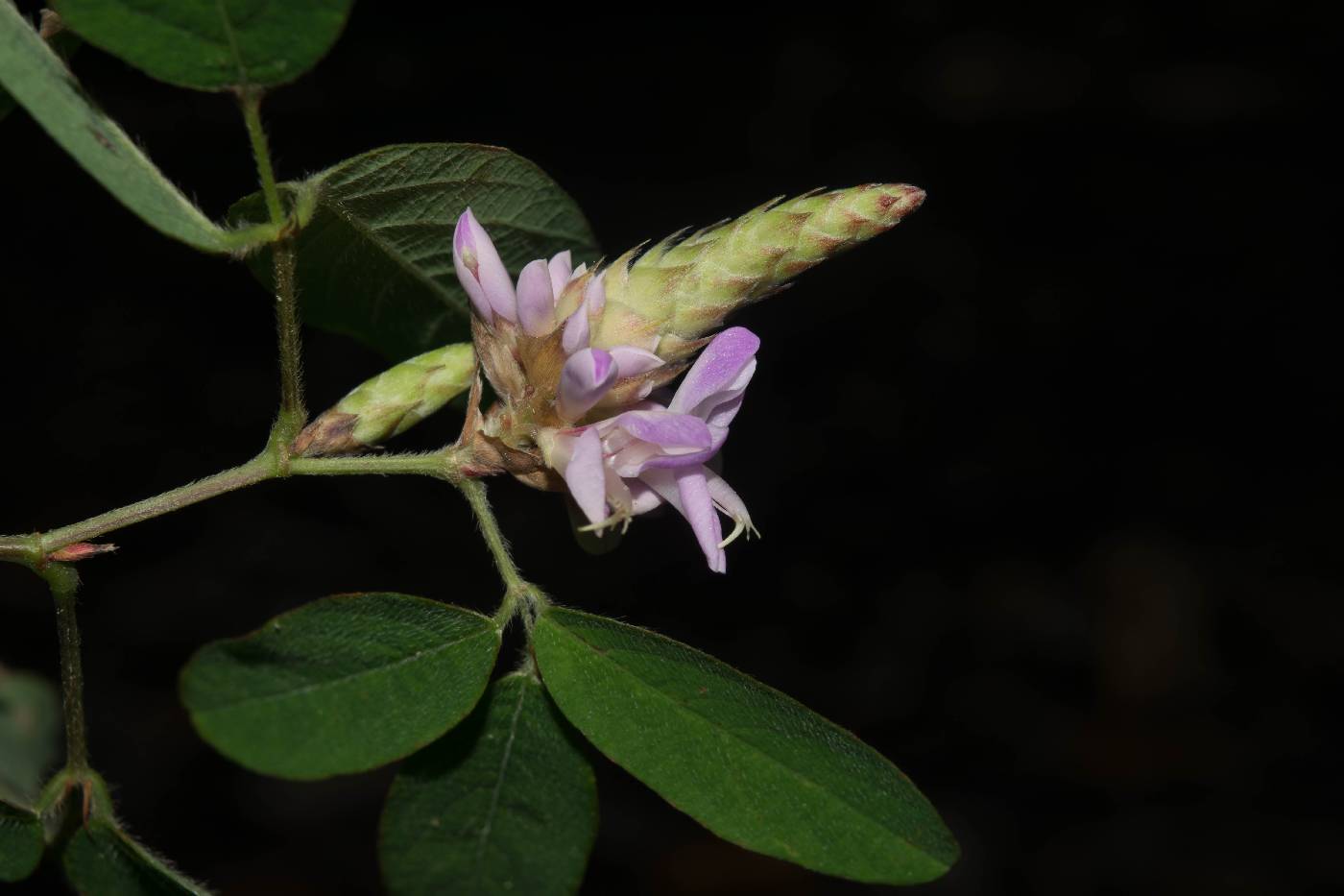 Desmodium densiflorum image