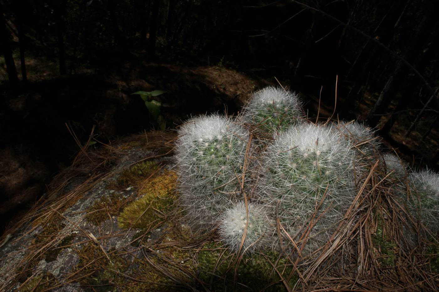 Mammillaria senilis image