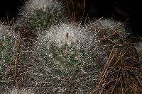 Mammillaria senilis image