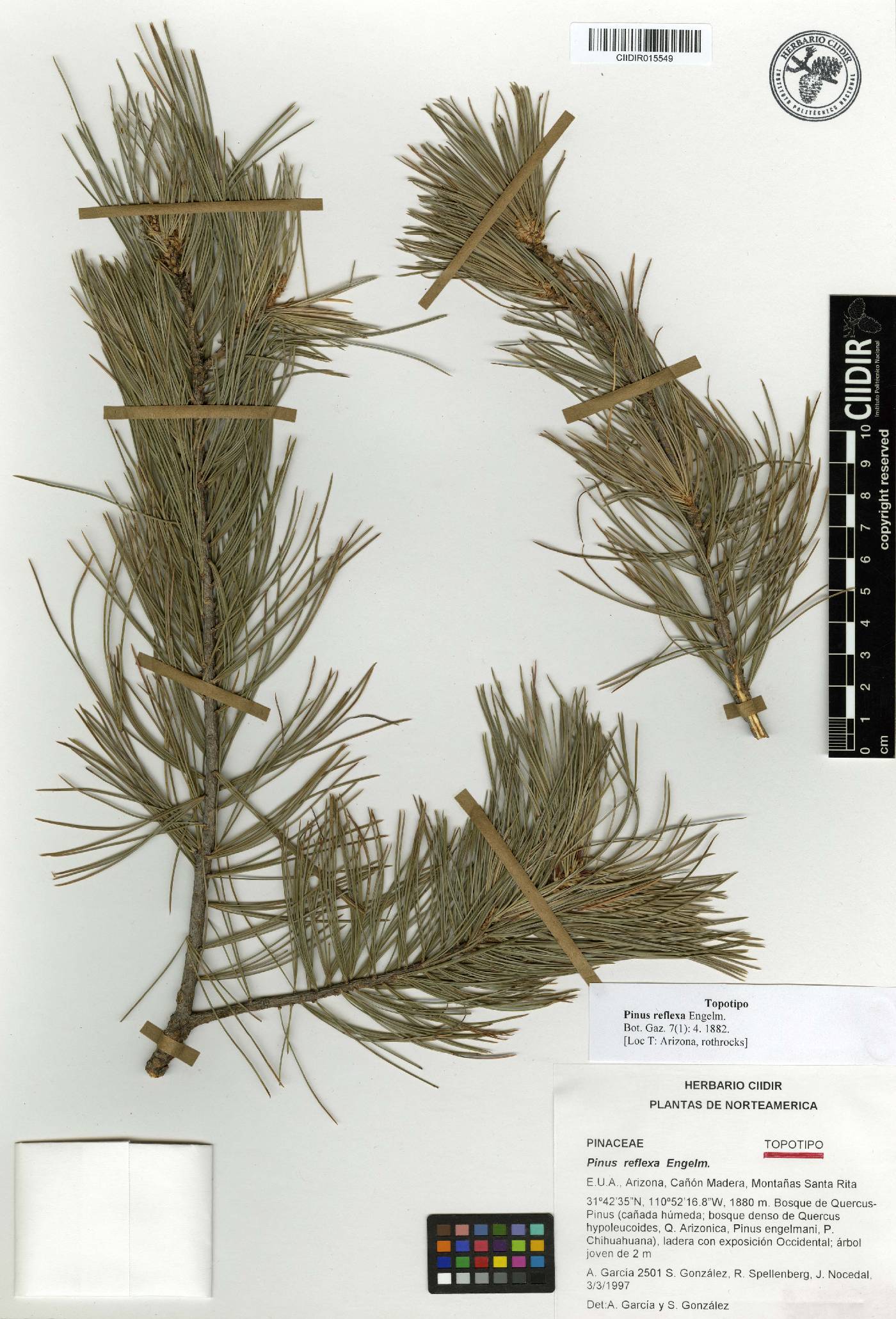 Pinus flexilis var. reflexa image