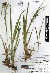 Carex durangensis image