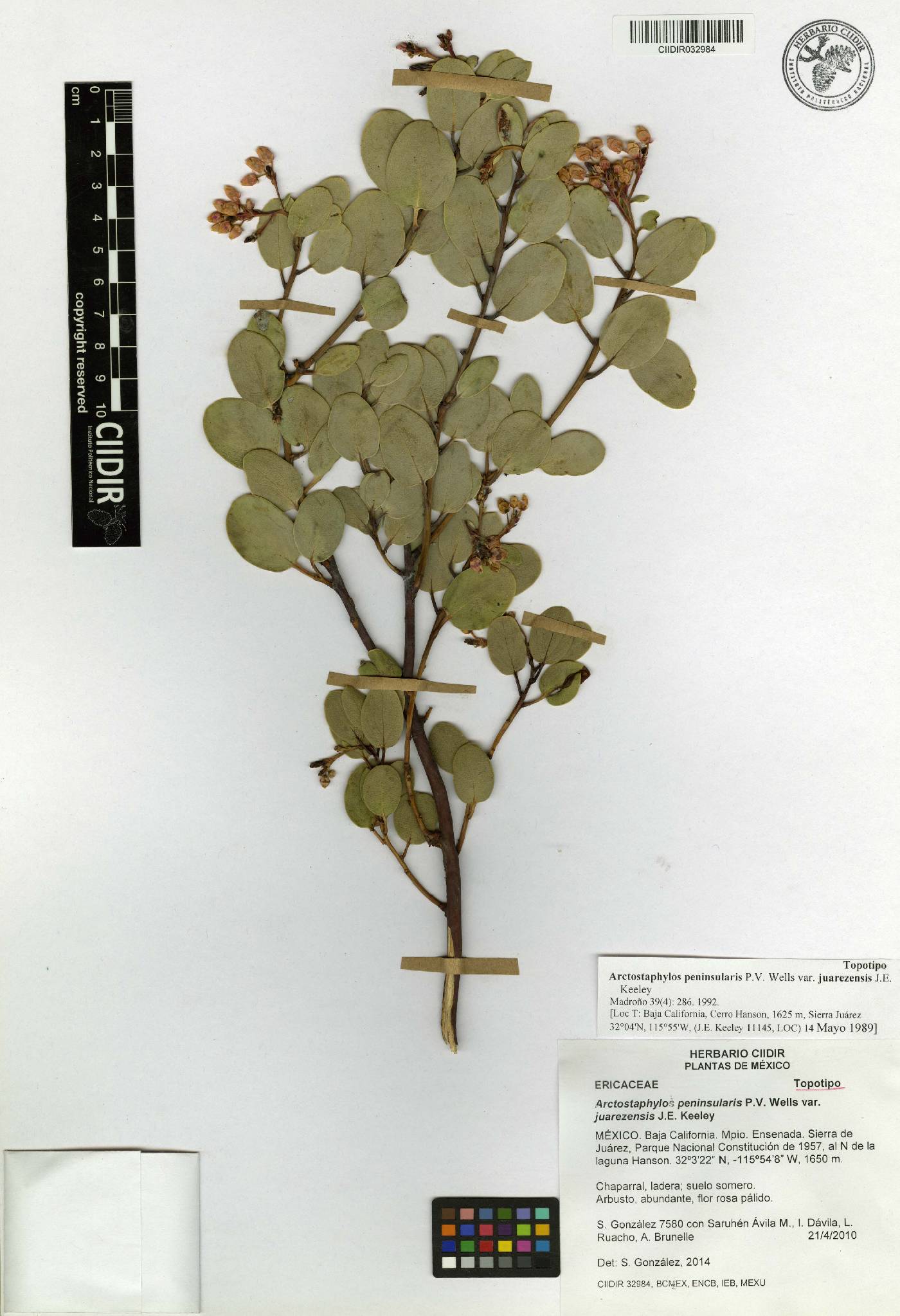 Arctostaphylos peninsularis image