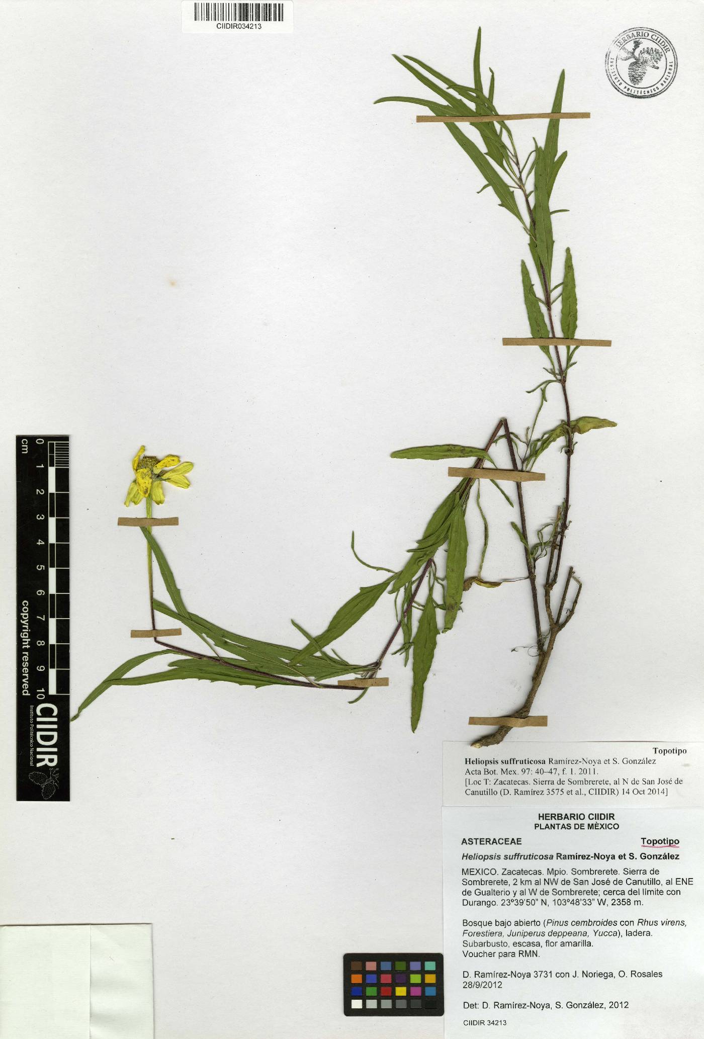 Heliopsis suffruticosa image