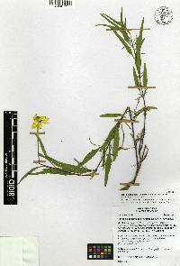 Heliopsis suffruticosa image
